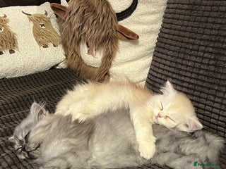 Persian cats 2 gorgeous, mischievous baby boys💙 - Advert 3