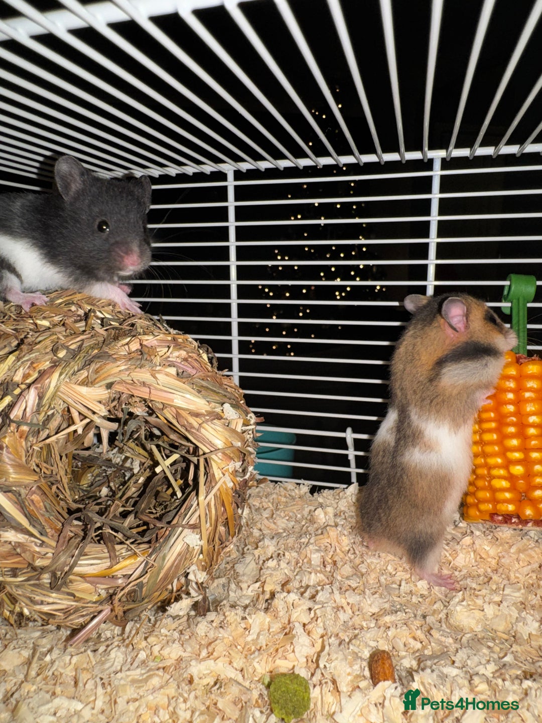 Hamster rodents for sale: Baby hamsters  - Advert 9