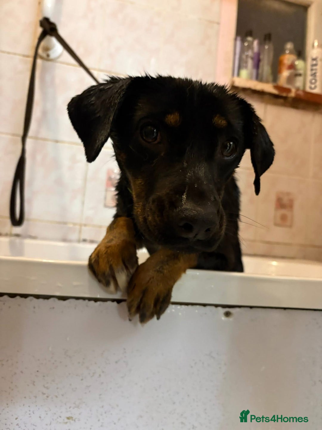 Mixed Breed dogs for adoption: Helen - Norwich Norfolk  - Advert 8