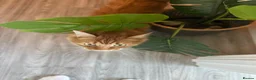Maine Coon cats for sale: Maine Coon for re-homing. male ginger Maine coon - Advert 4