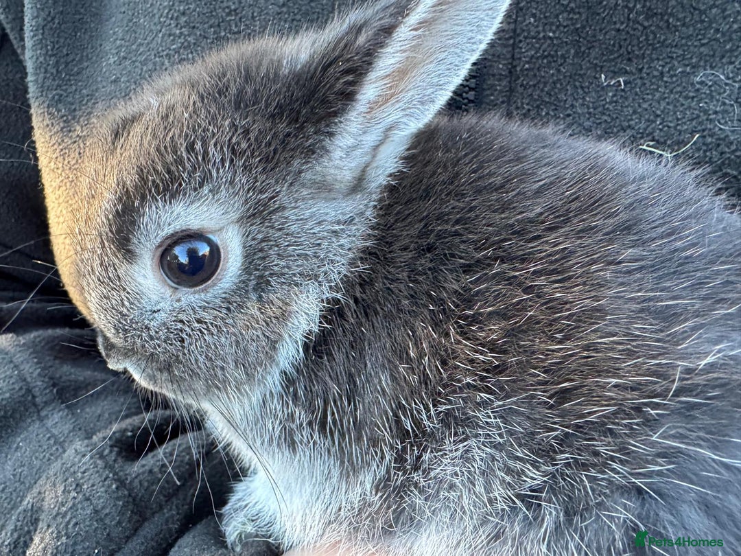 Netherland Dwarf rabbits for sale: 4 cute baby netherland dwarf bunnies, ready to go - Advert 2