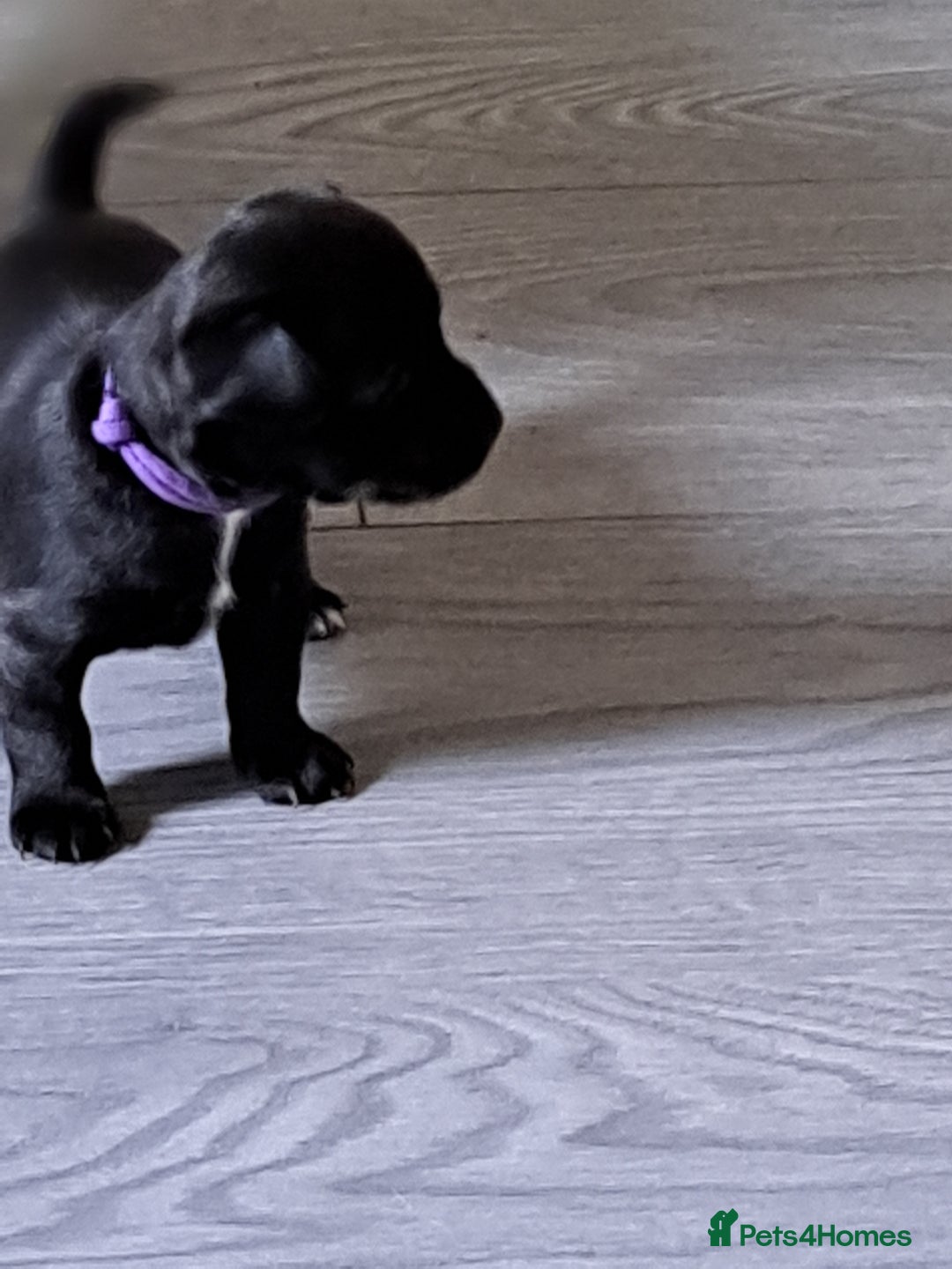 Mixed Breed dogs for sale: Miniature mix breed puppies  - Image 7
