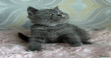 British Shorthair cats - Advert 6