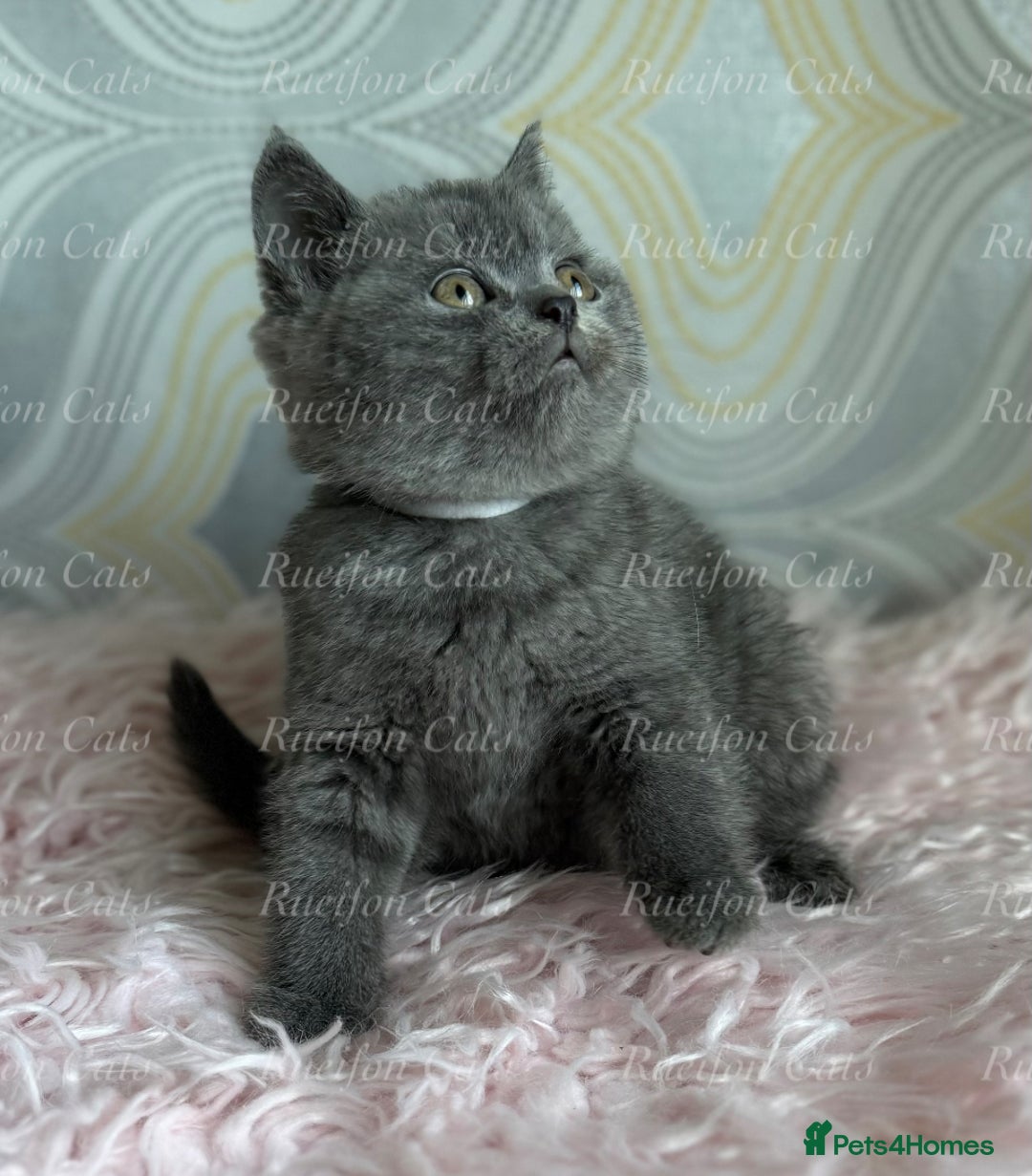 British Shorthair cats for sale: Adorable British Shorthair kittens GCCF registered - Image 7
