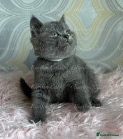 British Shorthair cats - Advert 1