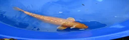 Koi Carp fish for sale: 3 Nice Japanese Bred Koi Carp - Advert 6