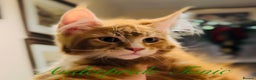 Maine Coon cats for sale: ANDERPRIDE KITTENS READY TO LEAVE NOW TICA !  - Advert 14
