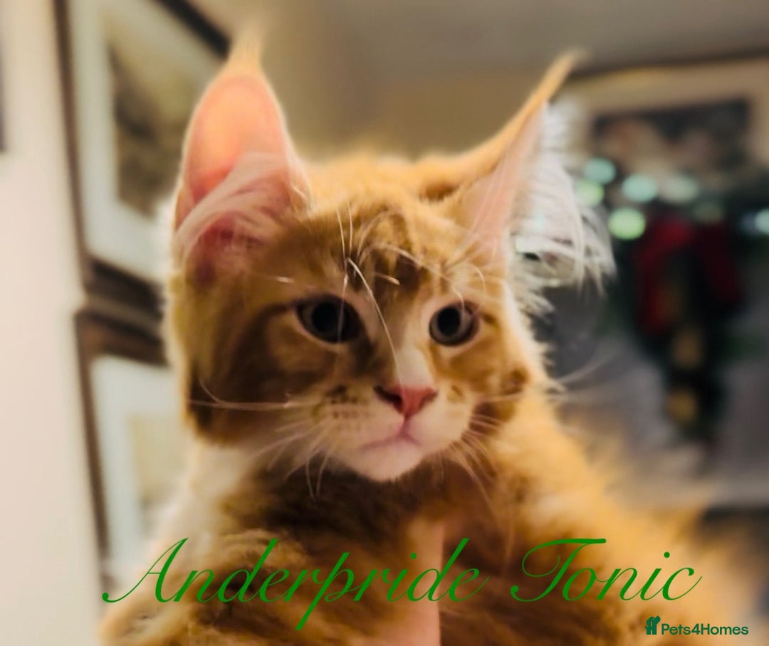 Maine Coon cats for sale: ANDERPRIDE KITTENS READY TO LEAVE NOW TICA !  - Advert 14