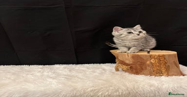 British Shorthair cats - Advert 15