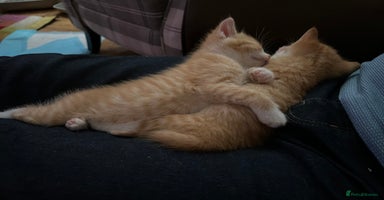 Mixed Breed cats - Advert 15