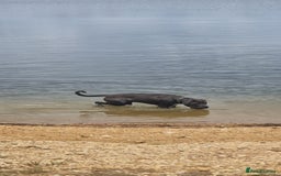 Cane Corso dogs for sale: Obie full cane corso - Image 3