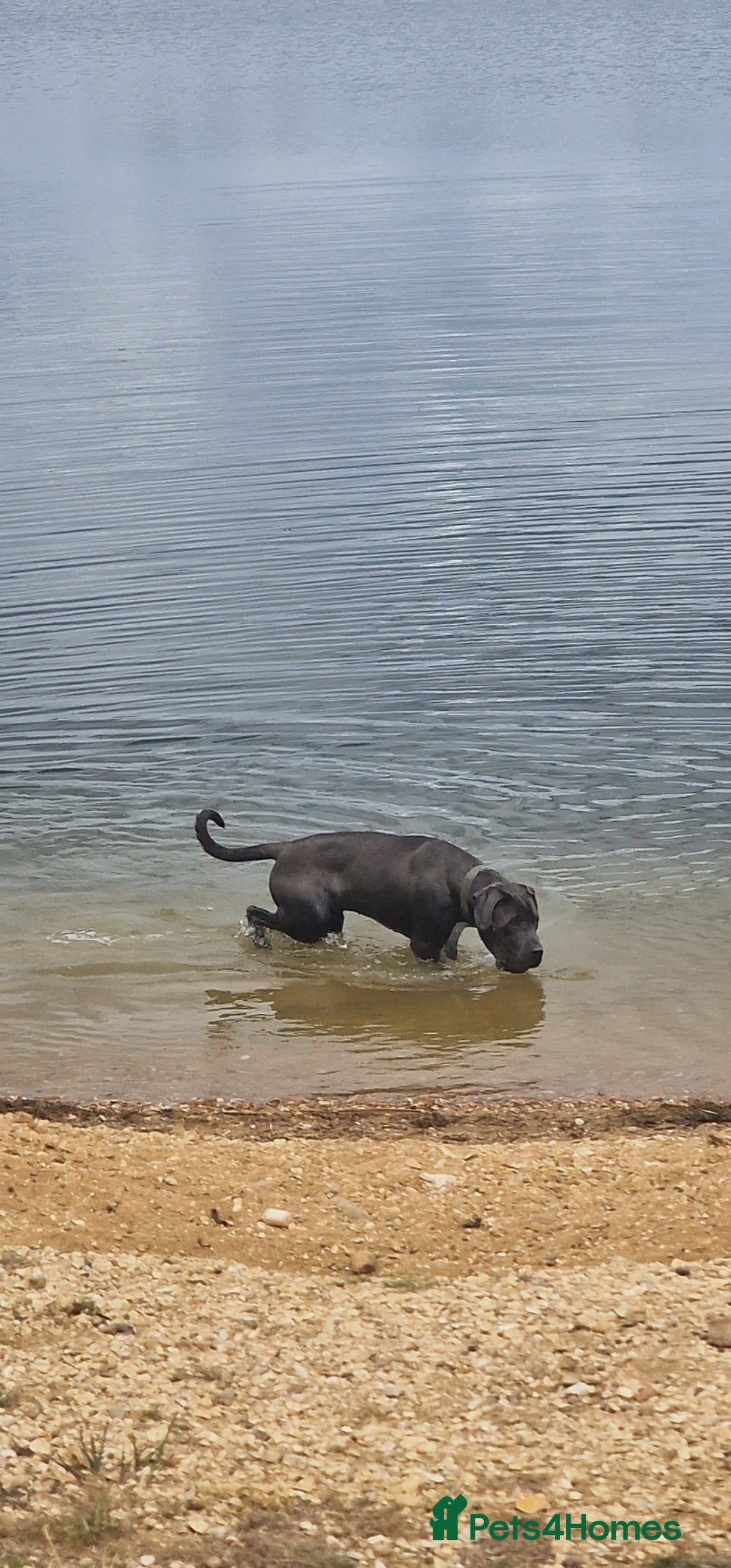 Cane Corso dogs for sale: Obie full cane corso - Image 3