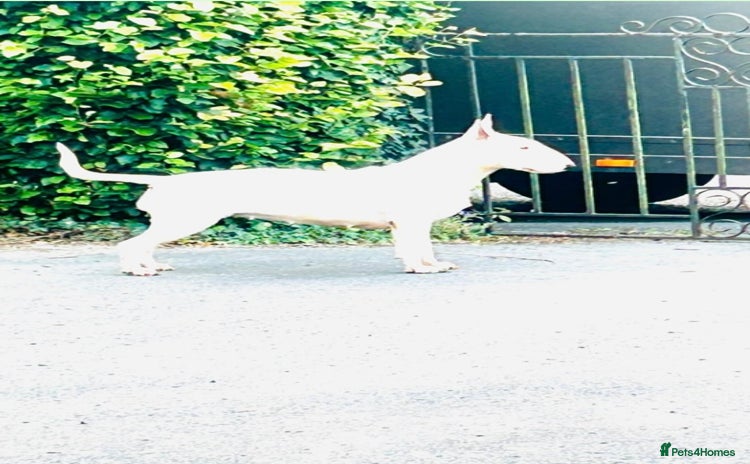 English Bull Terrier dogs - Advert 12
