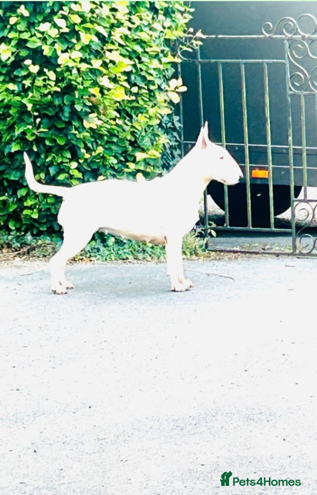English Bull Terrier dogs for sale: Bull Terrier Bitch  - Image 1