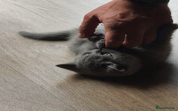 British Shorthair cats for sale: Kind Souls Fluffy Coats British Shorthair Kittens - Image 27