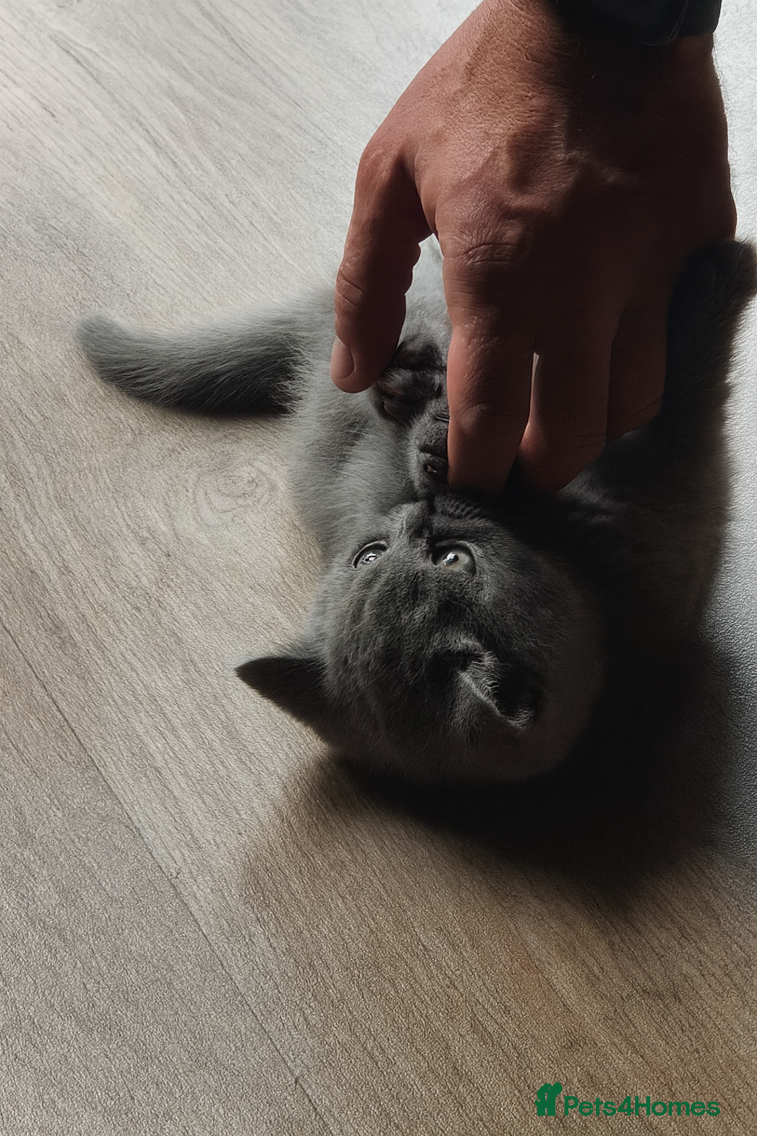 British Shorthair cats for sale: Kind Souls Fluffy Coats British Shorthair Kittens - Image 27