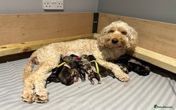 Cockapoo dogs for sale: Cockapoo Puppies for sale - Image 18