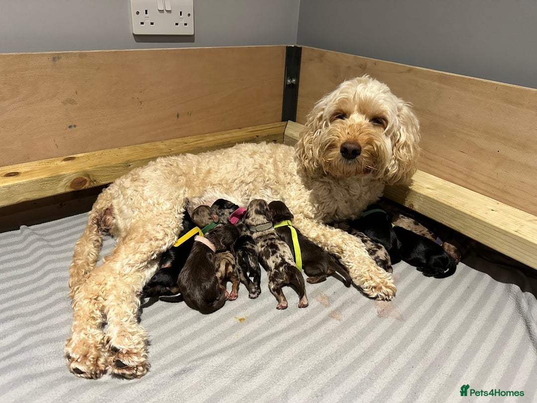 Cockapoo dogs for sale: Cockapoo Puppies for sale - Image 18