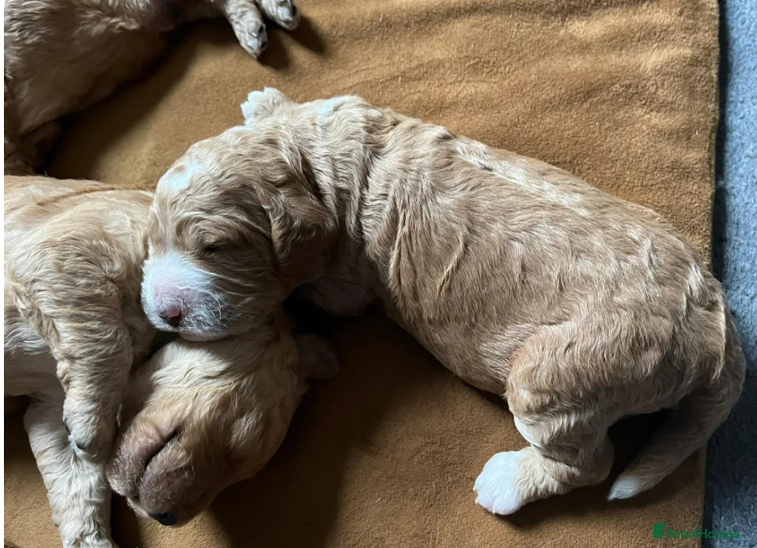 Goldendoodle dogs for stud: Goldendoodle Standard size (proven)  in Manchester - Advert 24