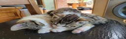 Mixed Breed cats for sale: 2 boys kittens ready to leave - Advert 11
