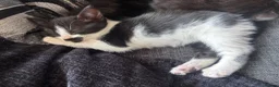 British Shorthair cats for sale: B shorthair kittens  in Beccles - Advert 12
