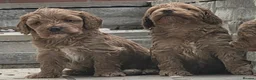 Cockapoo dogs for sale: Outstanding cockapoo puppies - Advert 36