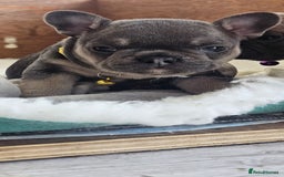 French Bulldog dogs for sale: KC REGISTERED BLUE & TAN FRENCHIES BOYS & GIRLS - Image 19