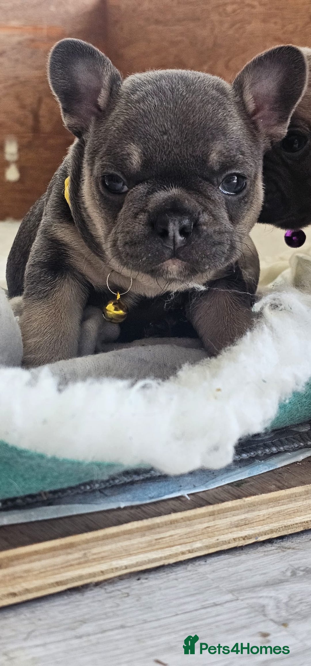 French Bulldog dogs for sale: KC REGISTERED BLUE & TAN FRENCHIES BOYS & GIRLS - Image 19