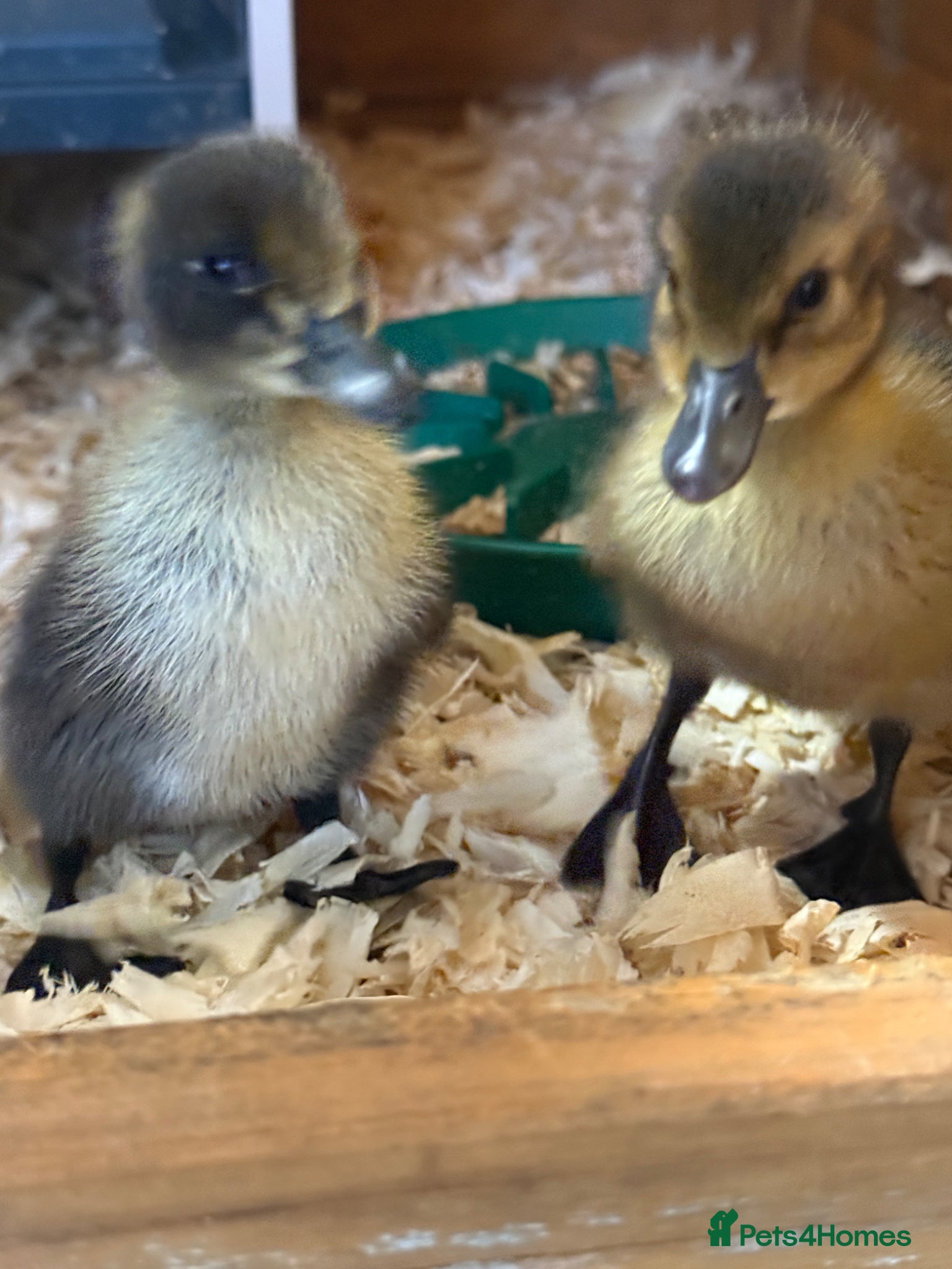 Mixed Breed poultry Ducklings and chicks  - Advert 13