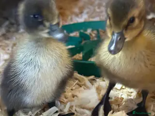 Mixed Breed poultry Ducklings and chicks - Advert 13
