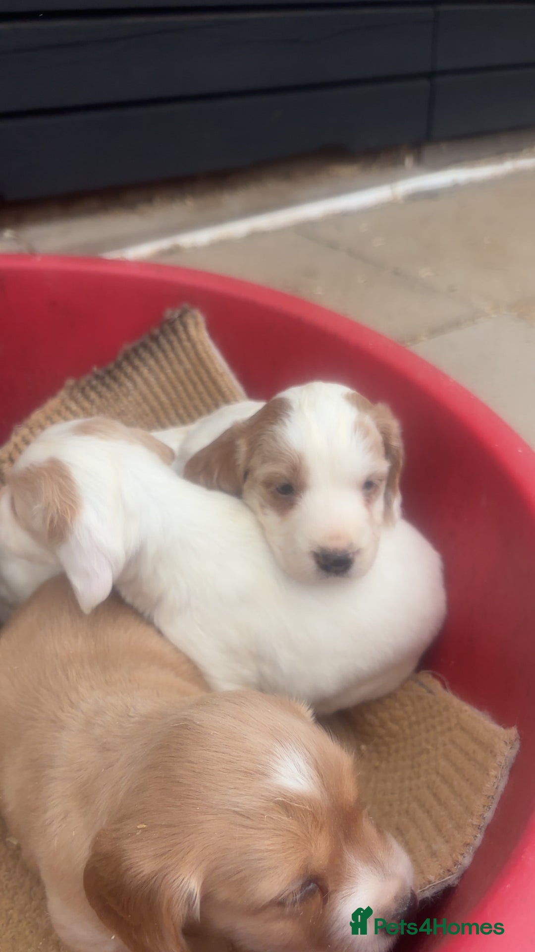 Sprocker dogs for sale: Beautiful Sprocker Puppies - Image 13