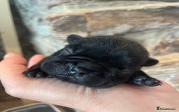 French Bulldog dogs for sale: KC Reg Frenchie Puppies - Image 4