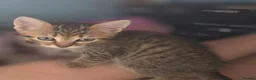 British Shorthair cats for sale: 2 male tabby kittens  - Advert 11