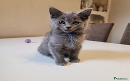 British Shorthair cats for sale: 2 beautiful boys ready now - Image 5