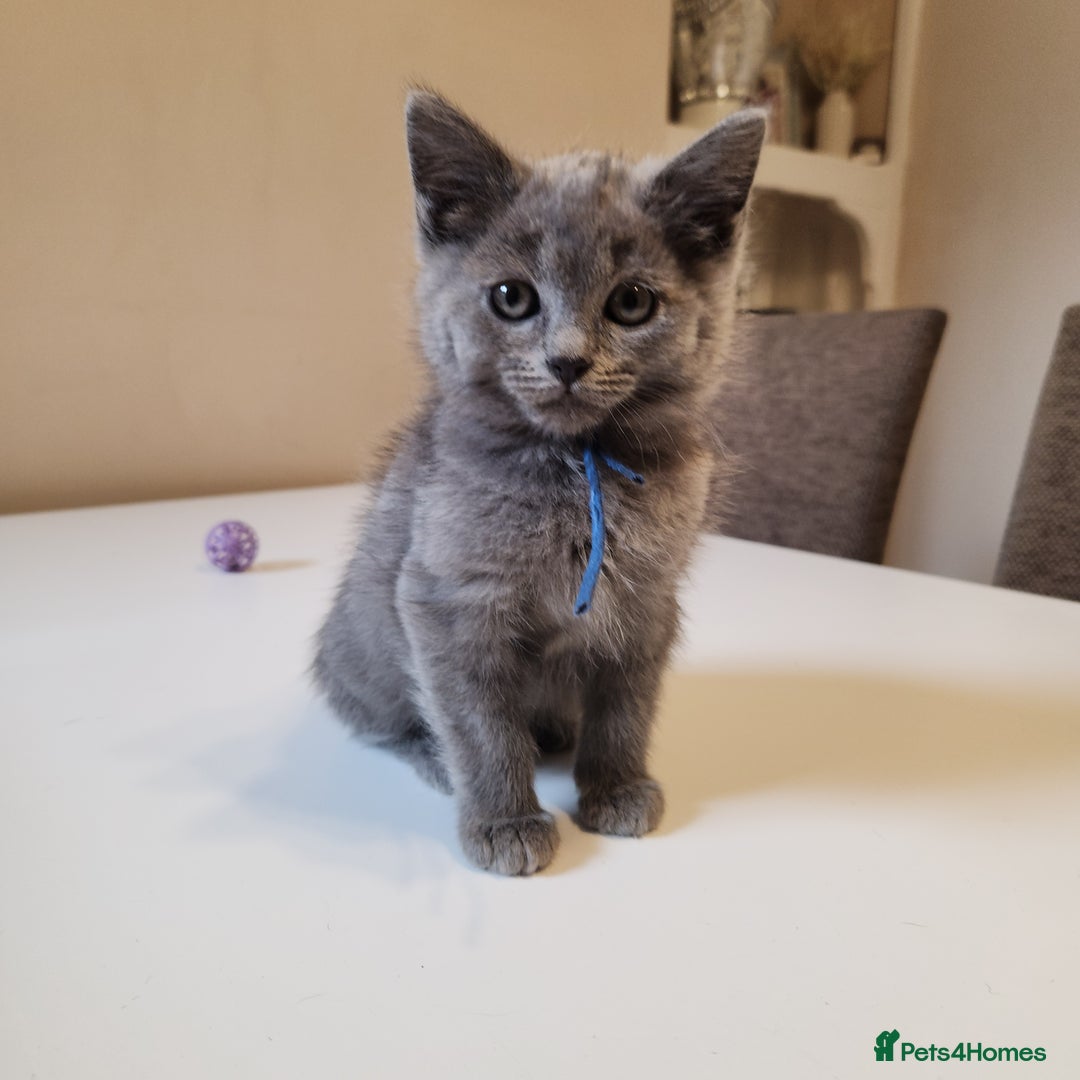British Shorthair cats for sale: 2 beautiful boys ready now - Image 5