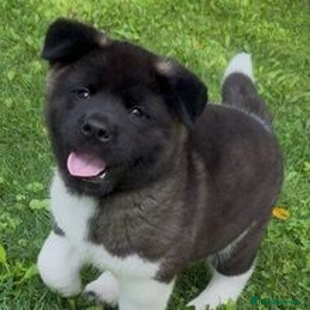 Akita dogs for sale: Akita puppies for sale  - Image 6