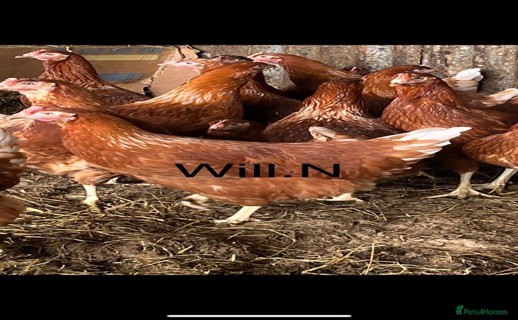 Chickens poultry - Advert 1