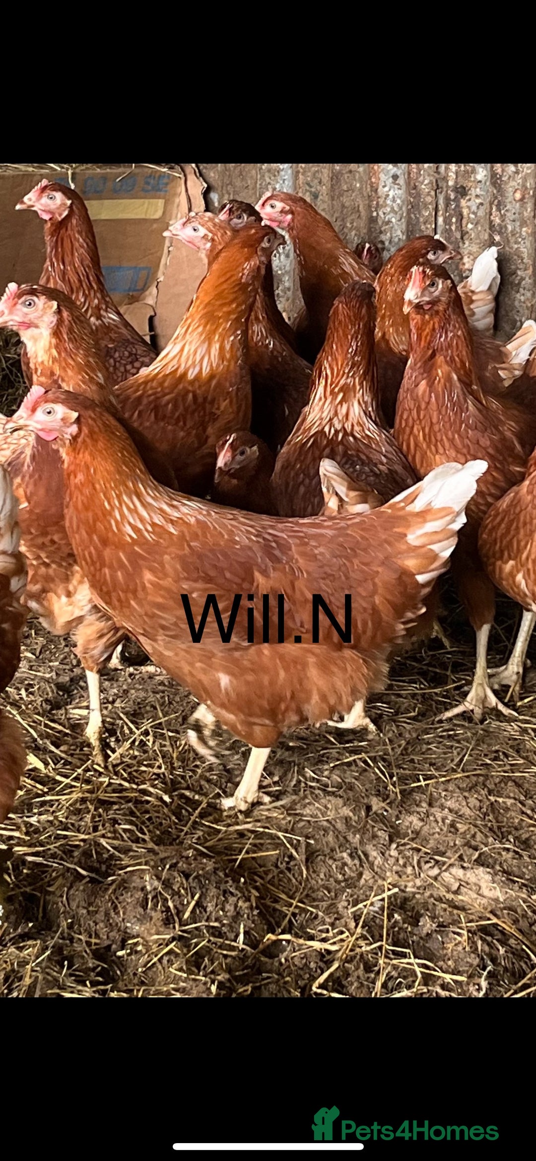 Chickens poultry for sale: Point of lay Warren / lohmann brown  - Image 1