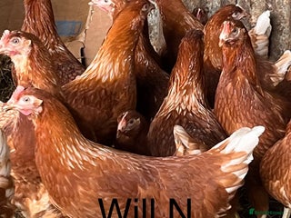 Chickens poultry - Advert 26