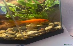 Goldfish fish for sale: Shubunkin Goldfish - Image 2
