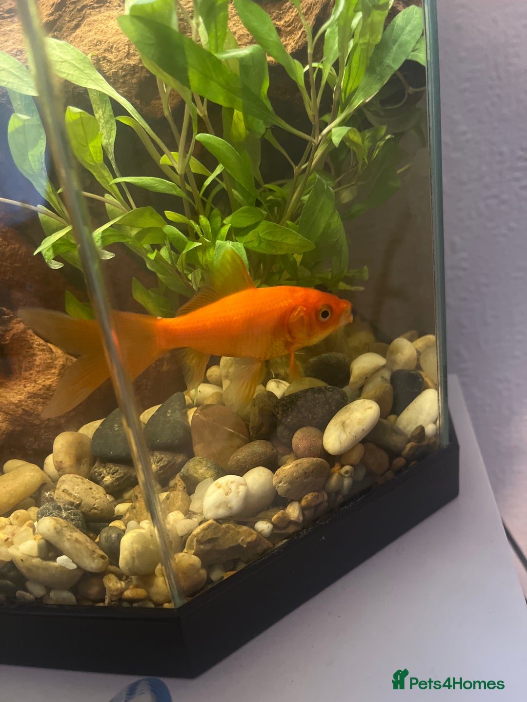Goldfish fish for sale: Shubunkin Goldfish - Image 2