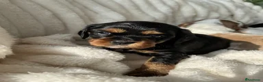 Black and Tan Male 2