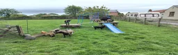 Goats livestock for sale: Pygmy Goats  in Richmond - Advert 3