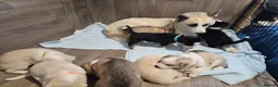 Huskita dogs for sale: Puppies for sale  - Advert 2