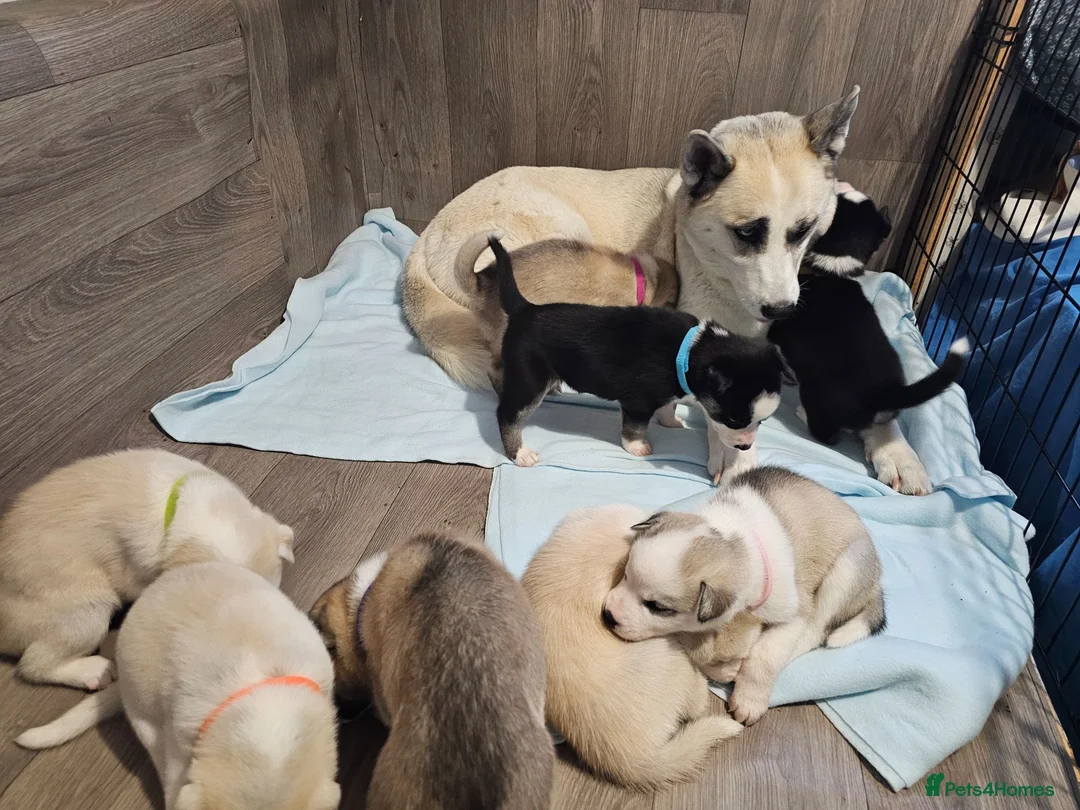 Huskita dogs for sale: Puppies for sale  - Advert 2