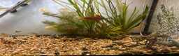 Other/Mixed Breed fish for sale: Fish tank and fish for sale - Advert 7
