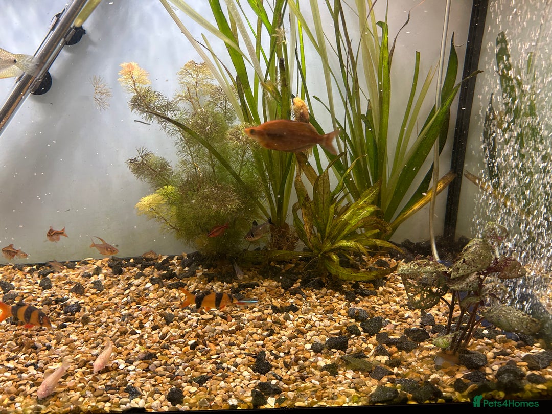Other/Mixed Breed fish for sale: Fish tank and fish for sale - Advert 7
