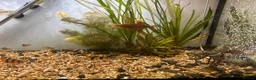 Other/Mixed Breed fish for sale: Fish tank and fish for sale - Advert 7