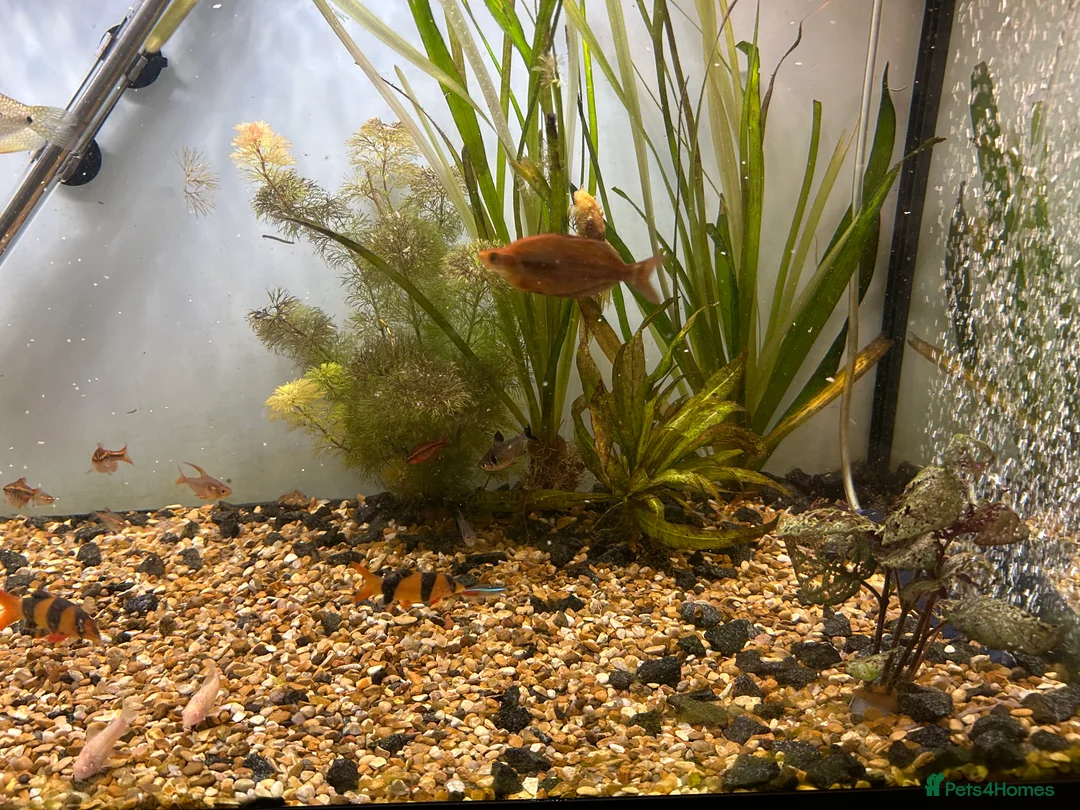 Other/Mixed Breed fish for sale: Fish tank and fish for sale - Advert 7