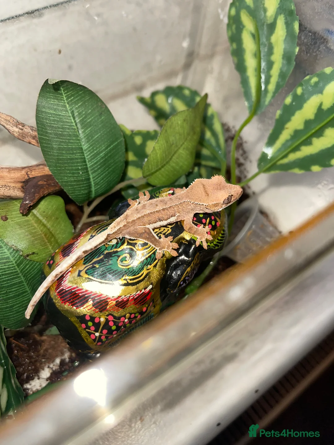 Gecko reptiles for sale: Crested gecko babies  - Advert 2